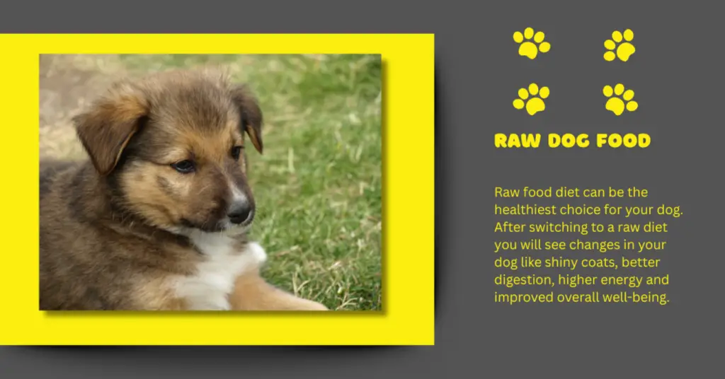 Raw-food-is-good-for-dogs-1