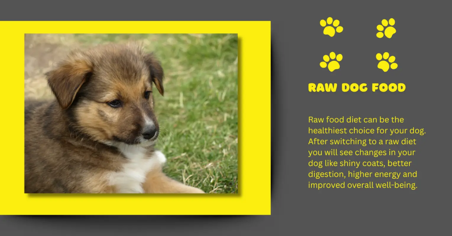 Raw-food-is-good-for-dogs-1